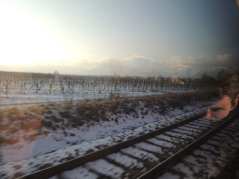 verschneite Weinberge an der Pfälzer Weinstraße